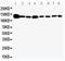 Vinculin antibody, PA5-80216, Invitrogen Antibodies, Western Blot image 