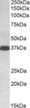Isocitrate Dehydrogenase (NAD(+)) 3 Alpha antibody, MBS422653, MyBioSource, Western Blot image 