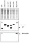 Autophagy Related 12 antibody, NB600-603, Novus Biologicals, Western Blot image 