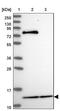 Mitochondrial Ribosomal Protein L54 antibody, PA5-61314, Invitrogen Antibodies, Western Blot image 