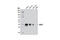 Caudal Type Homeobox 2 antibody, 12306S, Cell Signaling Technology, Western Blot image 