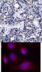 Eukaryotic Translation Initiation Factor 2 Alpha Kinase 2 antibody, 79-396, ProSci, Immunohistochemistry frozen image 