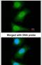 Baculoviral IAP Repeat Containing 7 antibody, PA5-22330, Invitrogen Antibodies, Immunofluorescence image 