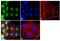 Polo Like Kinase 1 antibody, 37-7100, Invitrogen Antibodies, Immunofluorescence image 