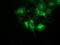 Beclin 1 antibody, TA502527, Origene, Immunofluorescence image 
