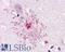 Apelin Receptor antibody, LS-A63, Lifespan Biosciences, Immunohistochemistry frozen image 