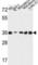 Torsin Family 1 Member B antibody, abx032303, Abbexa, Western Blot image 