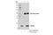 Acyl-CoA Thioesterase 13 antibody, 42713S, Cell Signaling Technology, Immunoprecipitation image 