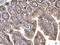 HRas Proto-Oncogene, GTPase antibody, PA5-22392, Invitrogen Antibodies, Immunohistochemistry frozen image 