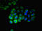 Cyp17 antibody, LS-B13802, Lifespan Biosciences, Immunofluorescence image 
