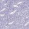 Testis Expressed 19 antibody, PA5-62983, Invitrogen Antibodies, Immunohistochemistry frozen image 