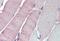 Oxysterol Binding Protein Like 1A antibody, NB100-1331, Novus Biologicals, Immunohistochemistry paraffin image 
