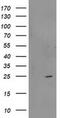Regulator Of G Protein Signaling 5 antibody, MA5-25584, Invitrogen Antibodies, Western Blot image 