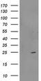 Regulator of G-protein signaling 5 antibody, MA5-25584, Invitrogen Antibodies, Western Blot image 