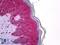 Tripartite Motif Containing 29 antibody, LS-B5943, Lifespan Biosciences, Immunohistochemistry frozen image 