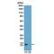 Histone Cluster 4 H4 antibody, GTX60903, GeneTex, Western Blot image 