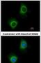 Valyl-TRNA Synthetase antibody, PA5-30251, Invitrogen Antibodies, Immunofluorescence image 