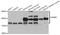 Hyaluronan Mediated Motility Receptor antibody, LS-C748370, Lifespan Biosciences, Western Blot image 