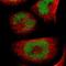 Ubiquitin Protein Ligase E3 Component N-Recognin 7 (Putative) antibody, NBP1-88409, Novus Biologicals, Immunocytochemistry image 