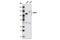 Ectonucleotide Pyrophosphatase/Phosphodiesterase 1 antibody, 2061S, Cell Signaling Technology, Western Blot image 