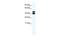 Tripartite Motif Containing 13 antibody, PA5-40832, Invitrogen Antibodies, Western Blot image 