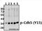 Cyclin Dependent Kinase 5 antibody, A00511Y15, Boster Biological Technology, Western Blot image 
