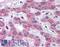 Transmembrane Protein 18 antibody, LS-B4991, Lifespan Biosciences, Immunohistochemistry frozen image 