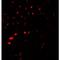 Aquaporin 2 antibody, LS-C201172, Lifespan Biosciences, Immunofluorescence image 