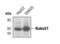 Protein naked cuticle homolog 1 antibody, MA5-14980, Invitrogen Antibodies, Western Blot image 