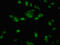 Nth Like DNA Glycosylase 1 antibody, LS-C671402, Lifespan Biosciences, Immunofluorescence image 