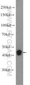 Retinoid X Receptor Gamma antibody, 11129-1-AP, Proteintech Group, Western Blot image 