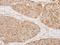 Mitochondrial Ribosomal Protein S22 antibody, NBP1-31568, Novus Biologicals, Immunohistochemistry frozen image 