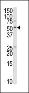 TRAF Interacting Protein antibody, PA5-12427, Invitrogen Antibodies, Western Blot image 