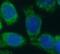 Rac Family Small GTPase 1 antibody, FNab07065, FineTest, Immunofluorescence image 