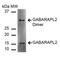 GABA Type A Receptor Associated Protein Like 2 antibody, PA5-77800, Invitrogen Antibodies, Western Blot image 