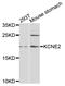 Potassium Voltage-Gated Channel Subfamily E Regulatory Subunit 2 antibody, A02914, Boster Biological Technology, Western Blot image 