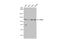 Splicing Factor Proline And Glutamine Rich antibody, GTX114209, GeneTex, Western Blot image 