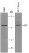 Embryonic Ectoderm Development antibody, AF5827, R&D Systems, Western Blot image 