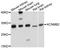 Potassium Calcium-Activated Channel Subfamily M Regulatory Beta Subunit 2 antibody, abx126041, Abbexa, Western Blot image 