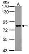 AT-Rich Interaction Domain 3A antibody, GTX114367, GeneTex, Western Blot image 