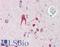 Toll Like Receptor 2 antibody, LS-B9791, Lifespan Biosciences, Immunohistochemistry frozen image 