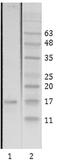 Lysine Acetyltransferase 5 antibody, MA1-71512, Invitrogen Antibodies, Western Blot image 