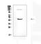 SRY-Box 4 antibody, PB9618, Boster Biological Technology, Western Blot image 