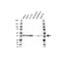 Poly(rC)-binding protein 1 antibody, VPA00286, Bio-Rad (formerly AbD Serotec) , Western Blot image 