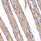 Frataxin antibody, LS-C331670, Lifespan Biosciences, Immunohistochemistry paraffin image 