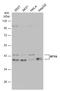 Nuclear Transcription Factor Y Subunit Alpha antibody, GTX109511, GeneTex, Western Blot image 