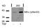 NFKB Inhibitor Epsilon antibody, PA5-37665, Invitrogen Antibodies, Western Blot image 