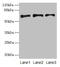 Plasminogen Activator, Tissue Type antibody, CSB-PA11819A0Rb, Cusabio, Western Blot image 