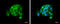 Argonaute RISC Catalytic Component 2 antibody, GTX131422, GeneTex, Immunocytochemistry image 