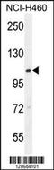Acyl-CoA Dehydrogenase Family Member 10 antibody, 55-435, ProSci, Western Blot image 